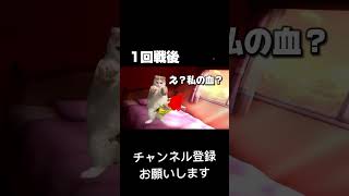 [実話] 猫ミーム これって私だけ？