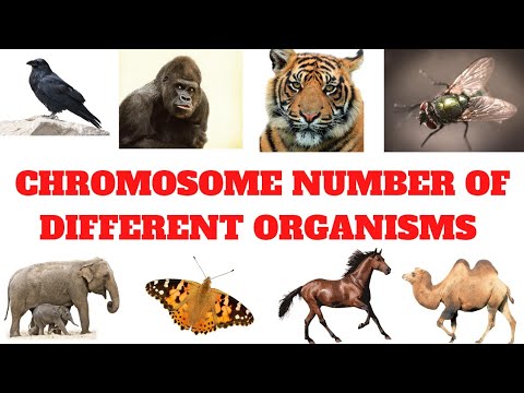 Do any animals have the same number of chromosomes?