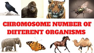 Chromosome number of different organisms | Chromosomes numbers of different animals, birds, insects