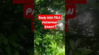 Ready bibit pala siap semai dan bibir berumur 2-3 bulan.