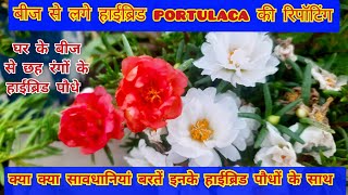 seed से grow हुए hybrid portulaca के पौधों की repotting और देखभाल में सावधानियां