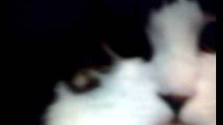The new trololo cat