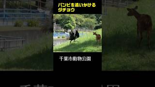 バンビ逃げる Bambi being chased by an ostrich