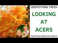 HOW TO IDENTIFY AN ACER TREE FOR YOUR GARDEN