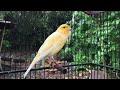 canary singing video the best canary training song