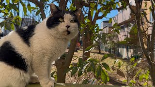 白黒の後ろでシャボン玉が舞う平和な公園