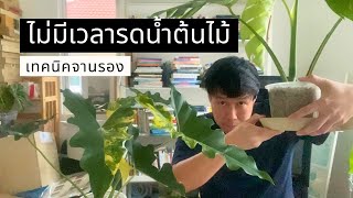 ไม่มีเวลารดน้ำต้นไม้ ลองเทคนิคจานรอง ใช้ได้กับปลูกทั่วไป/Semi-Hydro 🌳 Small Space | punploi studio