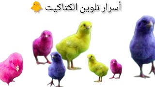 تربية الدجاج- أغرب طرق تلوين الكتاكيت,ماكنتيش كتعرفها🫵😱🐥