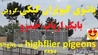 پرواز و پاشوی کبوتران کبکی گرویی آقای بابک ارباب خسرو (رضایی) flight of iranian highflier pigeons