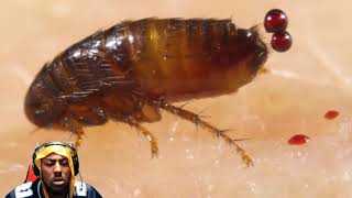 10 Most Dangerous Bugs In The World **REACTION**