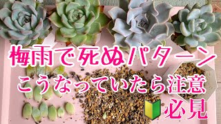 【多肉植物】梅雨で死なせない為、失敗例を見てください。ダメな子はこうなります。