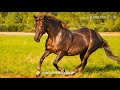 amado edilson cavalo campeÃo 🐎 letra na descriÇÃo