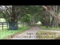 grandame japan優勝馬のふるさと／グランド牧場（ピッチシフター号）