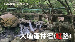 ( 香港郊遊 ) 大埔滘林徑 紅路 大埔滘自然護理區 松仔園 大埔滘植林區 大埔行山