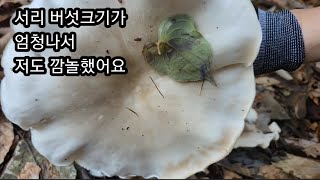 #서리버섯크기에놀라고무게에놀라고#회색깔대기버섯#서리버섯자생지도모르는초보가한자리에서7키로