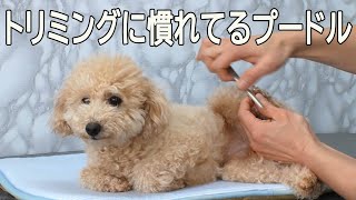 Dog grooming nail clippers トリミングに慣れてるプードルさん（爪切り・足先バリカン）