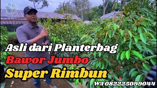 Harga Bibit Durian Bawor \u0026 Musangking jumbo super rimbun. Asli media Planterbag.