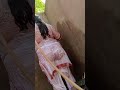 desi aunty bathing vlog 2 আন্টির গোসলের ভ্লগ ভিডিও cholo snan kori না দেখলে মিস করবেন