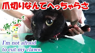 【猫】動物病院で爪切り　久しぶりに動物病院に行って爪切りをしてもらいました。