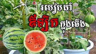 របៀប​ដាំ​ឪឡឹក​ក្នុង​ផើង How to grow watermelon in a pot