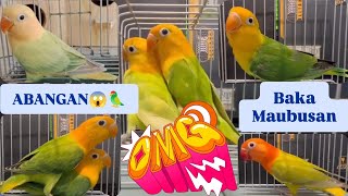 Vlog511 Bagong Labas Na High Mutation Dito Mo Lang Mapapanood😆😆😆🦜😱😱😱😱