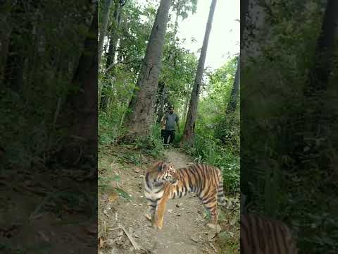 Tiger Attack Satakosia #viral #chandanpradhan77 #tiger #satkosia # ...