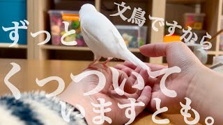 文鳥、放鳥の様子