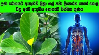 කොස් කොළ වල ඇති විශ්මිත ගුණ - Amazing properties of jack leaves