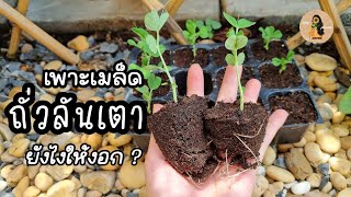 วิธีเพาะเมล็ดถั่วลันเตา ปลูกถั่วลันเตายังไงให้งอก | Idea soil