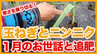 Onions and garlic learned from Japanese farmers January work and fertilizing tips !