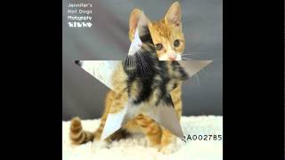 Ft. Bend County Animal Services