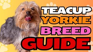 Teacup Yorkie Breed Guide 🐾✨
