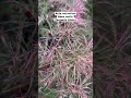 Acer palmatum 'Hana matoi' Japanese Maple MrMaple.com #japanesemaple #mrmaple #mrmapleshow #garden