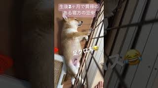 【可愛すぎ注意】生後2ヶ月で貫禄が出てる豆柴の子犬、足クロス🐾 #shorts #dog #shiba #shibainu #いぬ #犬 #狗#狗狗#멍스타그램#시바견#柴犬 #豆柴 #ふわふわ