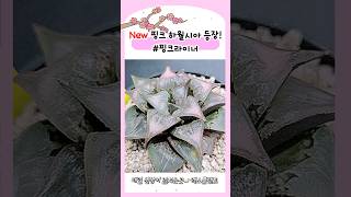 #핑크하월시아 #하월시아#핑크라이너 #haworthia #다육이 #다육식물 #다육이라이브 #다육 #succulent #plants #초보다육이 #신상다육 #희귀다육 #예쁜다육