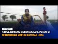 Harga Bawang Merah Anjlok, Petani di Grobogan Merugi Ratusan Juta