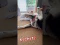 もっとなでて〜と催促する柴犬が可愛い