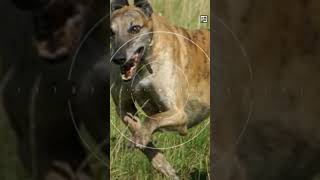 Quick Greyhound Facts - The Fastest Dog Alive - Animal a Day G Week #shorts