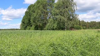 ASMR Garden View \u0026 Sounds | Relaxing Sleep Meditation | Wind, Nature and Traffic | Country Idyll