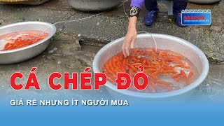 Cá chép đỏ - Giá rẻ nhưng ít người mua