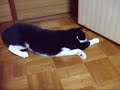 ドアで物差しで遊ぶ猫