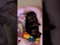 【子犬】お腹がポンポンすぎて寝返りできないヨーキー ヨークシャテリア ヨーキー dogs yorkshireterrier shorts fyp