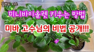 미니바이올렛 키우는 방법/미바 고수님의 비법 3가지 대공개!!! #미니바이올렛#반려식물#식물키우기