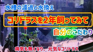 コリドラス飼育２年で出来たこだわり