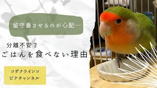 インコに留守番をさせると食欲が減る理由