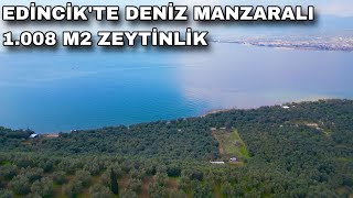 1993- EDİNCİK'TE DENİZ MANZARALI 1.008 M² ZEYTİNLİK