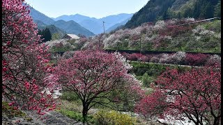 長野県阿智村　花桃の里　月川温泉郷　2018