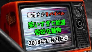 【リバイバル】『笑い過ぎて絶滅』2018年11月21日①