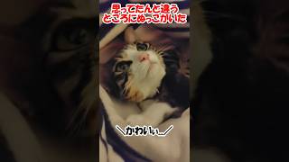 思ってたんと違うところにぬっこがいた【保護猫】