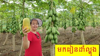 របៀបដាំល្ហុងអោយបានផ្លែច្រើន ~ How to grow papaya plants for high yield